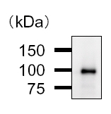 Immunoprecipitation - Anti-BARD1 antibody [2059C4a] (AB50984)
