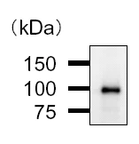 Immunoprecipitation - Anti-BARD1 antibody [2059C4a] (AB50984)