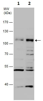 Western blot - Anti-BARD1 antibody (AB226854)