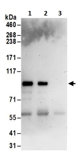 Immunoprecipitation - Anti-BARD1 antibody (AB245434)
