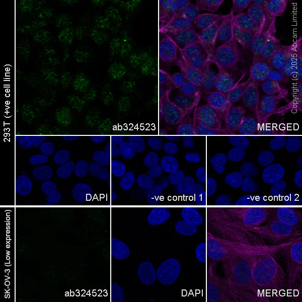 Immunocytochemistry/ Immunofluorescence - Anti-BARD1 antibody [EPR29601-553] (AB324523)