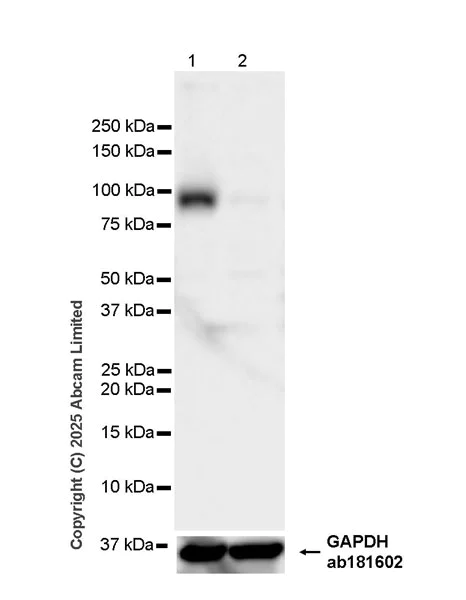 Western blot - Anti-BARD1 antibody [EPR29601-553] (AB324523)