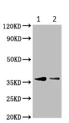 Western blot - Anti-BARHL1 antibody (AB235096)