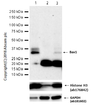 Western blot - Anti-BarX1 antibody [EPR14120] (AB181851)