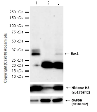 Western blot - Anti-BarX1 antibody [EPR14120] - BSA and Azide free (AB250523)