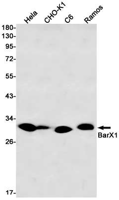 Western blot - Anti-BarX1 Antibody [S01-3A3] (AB317423)