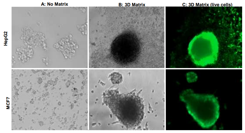 Immunocytochemistry/ Immunofluorescence - Basement Membrane Extract Kit for 3D Cell Culture (AB241012), expandable thumbnail