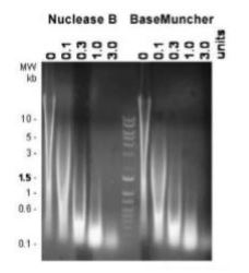 Functional Studies - BaseMuncher Endonuclease (TurboNuclease) (AB270049), expandable thumbnail