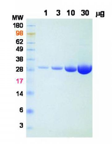 RIP - BaseMuncher Endonuclease (TurboNuclease) (AB270049), expandable thumbnail