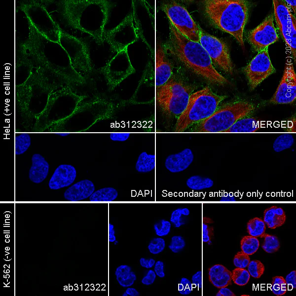 Immunocytochemistry/ Immunofluorescence - Anti-BASP1 antibody [EPR28065-75] - BSA and Azide free (AB312323)