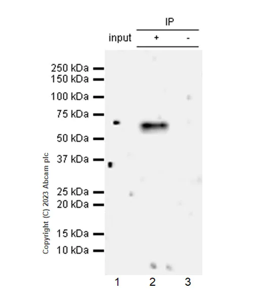 Immunoprecipitation - Anti-BASP1 antibody [EPR28065-75] - BSA and Azide free (AB312323)