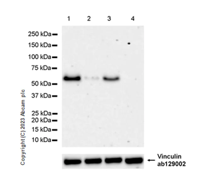 Western blot - Anti-BASP1 antibody [EPR28065-75] - BSA and Azide free (AB312323)