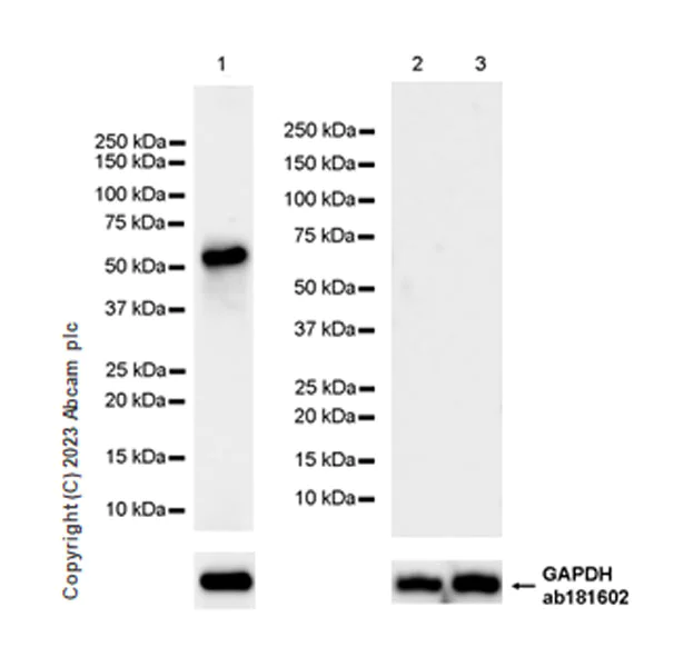 Western blot - Anti-BASP1 antibody [EPR28065-75] - BSA and Azide free (AB312323)