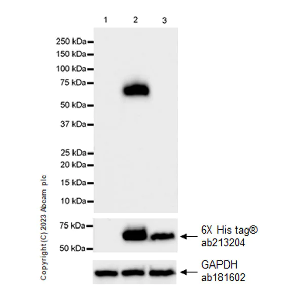 Western blot - Anti-BASP1 antibody [EPR28065-75] - BSA and Azide free (AB312323)