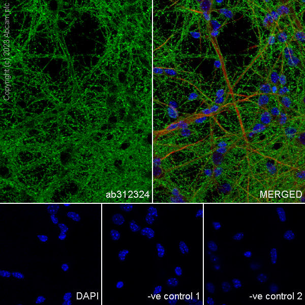 Immunocytochemistry/ Immunofluorescence - Anti-BASP1 antibody [EPR28066-51] (AB312324)