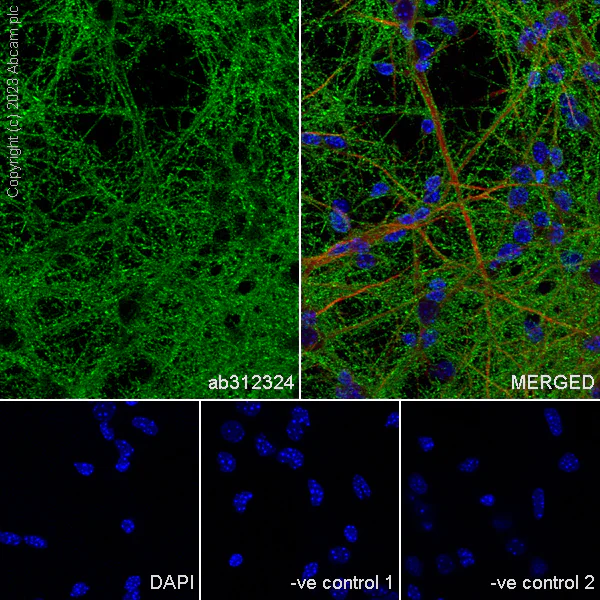 Immunocytochemistry/ Immunofluorescence - Anti-BASP1 antibody [EPR28066-51] (AB312324)