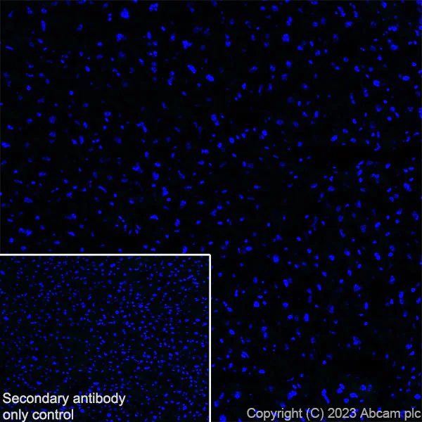 Immunohistochemistry (Frozen sections) - Anti-BASP1 antibody [EPR28066-51] (AB312324)