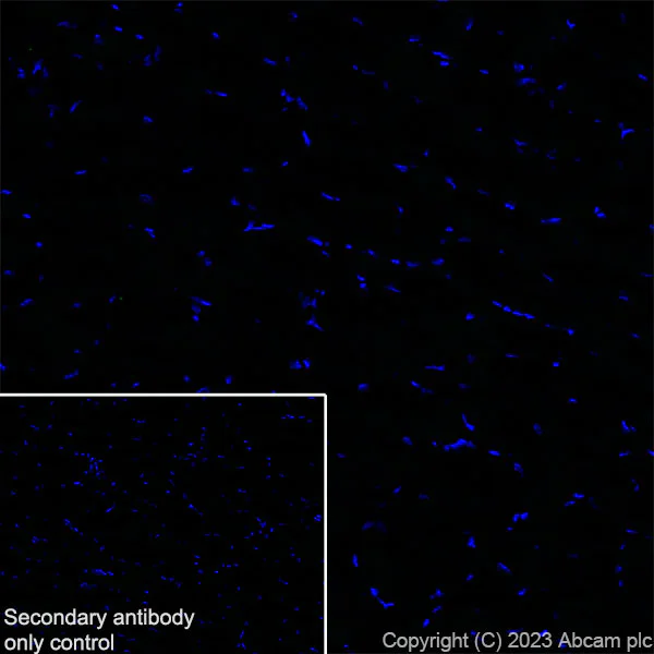 Immunohistochemistry (Frozen sections) - Anti-BASP1 antibody [EPR28066-51] (AB312324)
