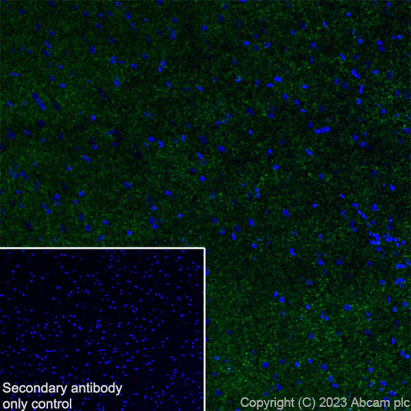 Immunohistochemistry (Frozen sections) - Anti-BASP1 antibody [EPR28066-51] (AB312324)