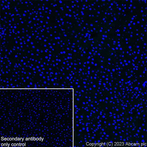 Immunohistochemistry (Frozen sections) - Anti-BASP1 antibody [EPR28066-51] (AB312324)