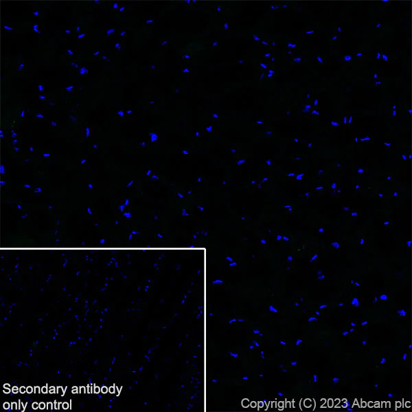 Immunohistochemistry (Frozen sections) - Anti-BASP1 antibody [EPR28066-51] (AB312324)