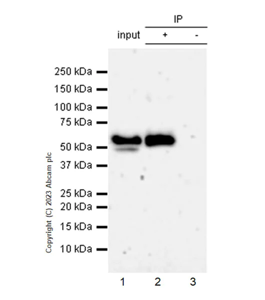 Immunoprecipitation - Anti-BASP1 antibody [EPR28066-51] (AB312324)