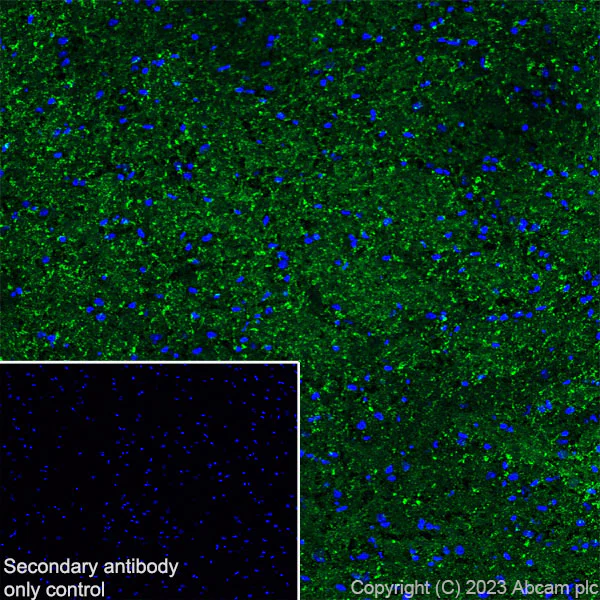 Immunohistochemistry (Frozen sections) - Anti-BASP1 antibody [EPR28066-51] - BSA and Azide free (AB312325)