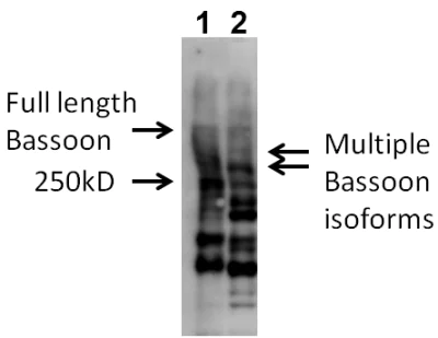 Western blot - Anti-Bassoon/BSN antibody (AB110426)
