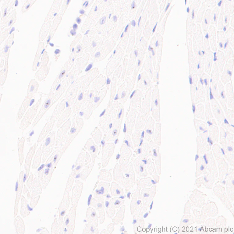 Immunohistochemistry (Formalin/PFA-fixed paraffin-embedded sections) - Anti-Bassoon/BSN antibody [EPR25379-3] - BSA and Azide free (AB283704)