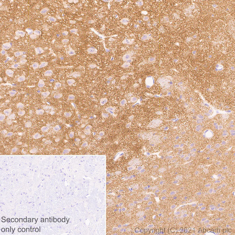 Immunohistochemistry (Formalin/PFA-fixed paraffin-embedded sections) - Anti-Bassoon/BSN antibody [EPR25379-3] - BSA and Azide free (AB283704)