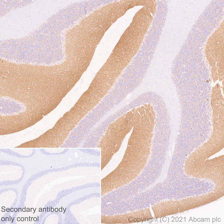 Immunohistochemistry (Formalin/PFA-fixed paraffin-embedded sections) - Anti-Bassoon/BSN antibody [EPR25379-3] - BSA and Azide free (AB283704)