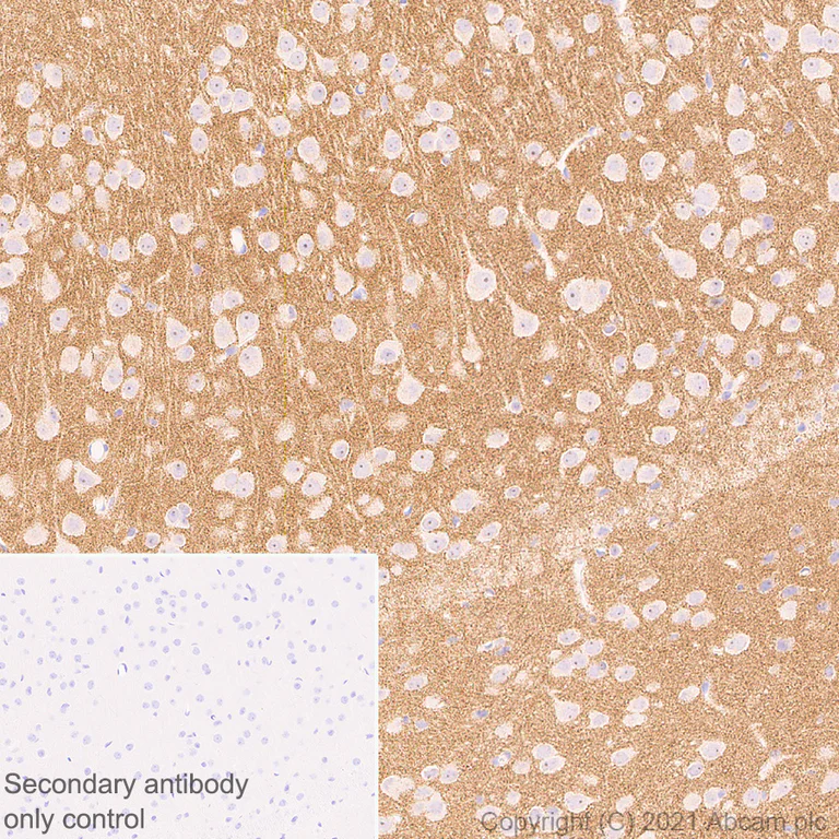 Immunohistochemistry (Formalin/PFA-fixed paraffin-embedded sections) - Anti-Bassoon/BSN antibody [EPR25379-3] - BSA and Azide free (AB283704)