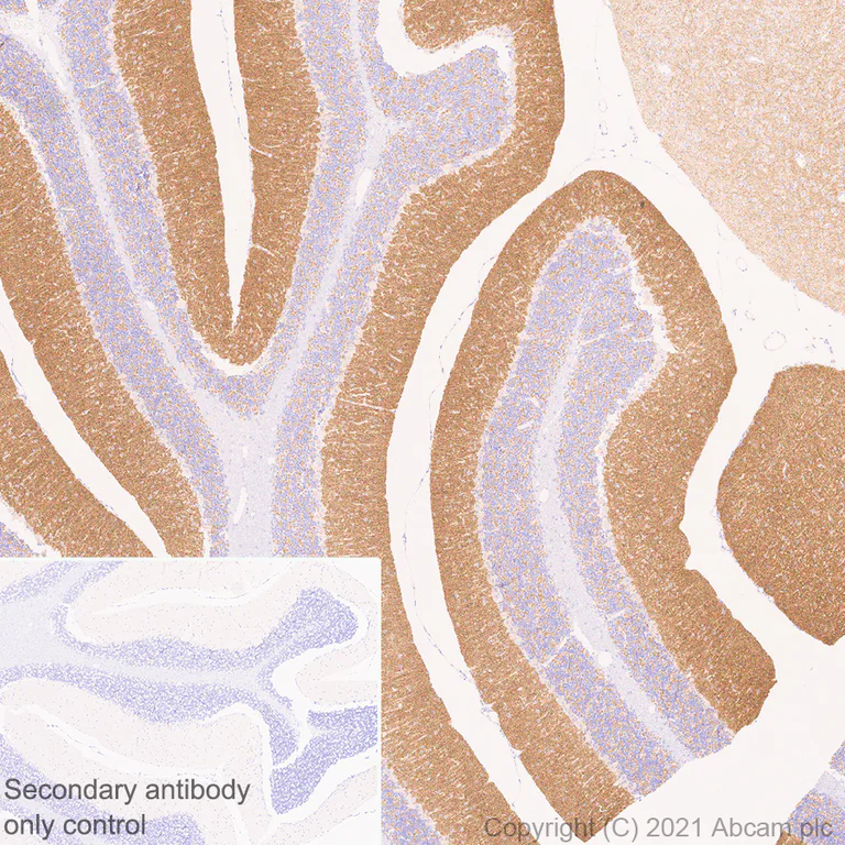 Immunohistochemistry (Formalin/PFA-fixed paraffin-embedded sections) - Anti-Bassoon/BSN antibody [EPR25379-3] - BSA and Azide free (AB283704)