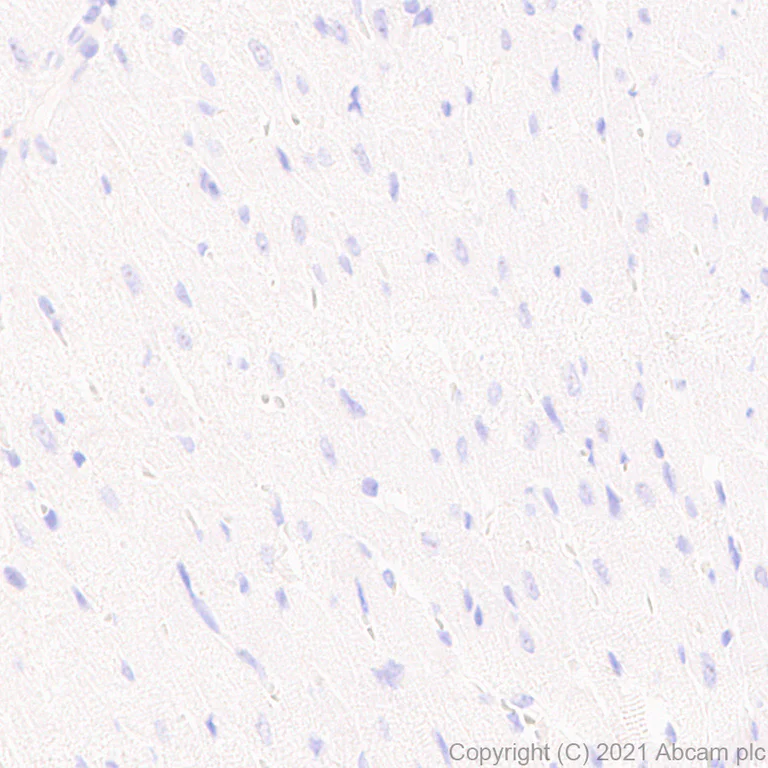 Immunohistochemistry (Formalin/PFA-fixed paraffin-embedded sections) - Anti-Bassoon/BSN antibody [EPR25379-3] - BSA and Azide free (AB283704)
