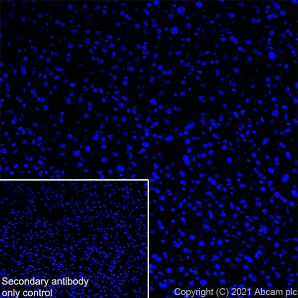 Immunohistochemistry (Frozen sections) - Anti-Bassoon/BSN antibody [EPR25379-3] - BSA and Azide free (AB283704)