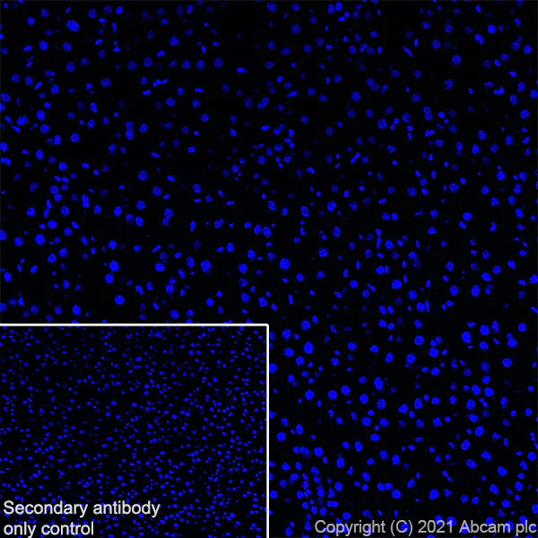 Immunohistochemistry (Frozen sections) - Anti-Bassoon/BSN antibody [EPR25379-3] - BSA and Azide free (AB283704)