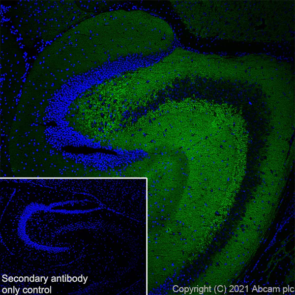Immunohistochemistry (Frozen sections) - Anti-Bassoon/BSN antibody [EPR25379-3] - BSA and Azide free (AB283704)