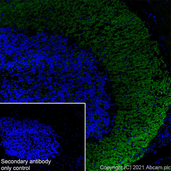 Immunohistochemistry (Frozen sections) - Anti-Bassoon/BSN antibody [EPR25379-3] - BSA and Azide free (AB283704)