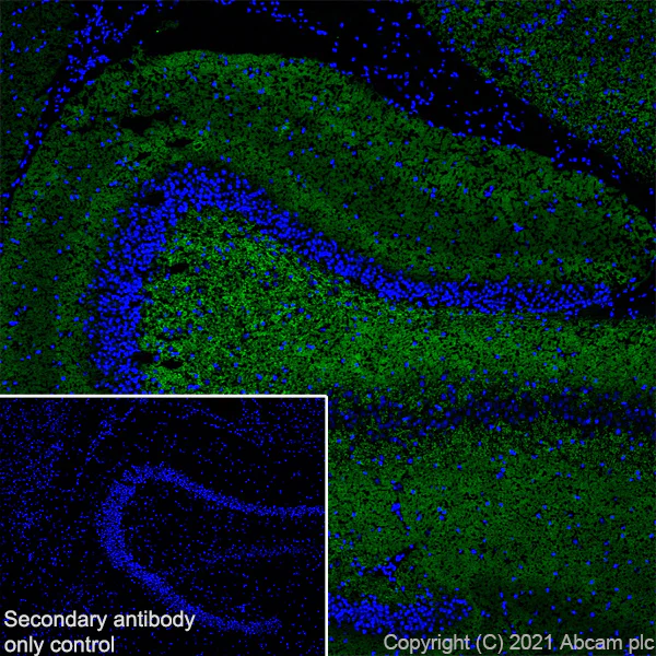 Immunohistochemistry (Frozen sections) - Anti-Bassoon/BSN antibody [EPR25379-3] - BSA and Azide free (AB283704)