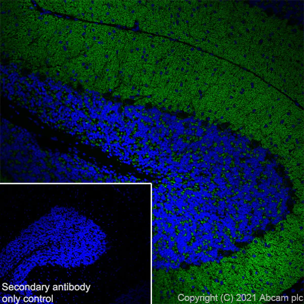 Immunohistochemistry (Frozen sections) - Anti-Bassoon/BSN antibody [EPR25379-3] - BSA and Azide free (AB283704)