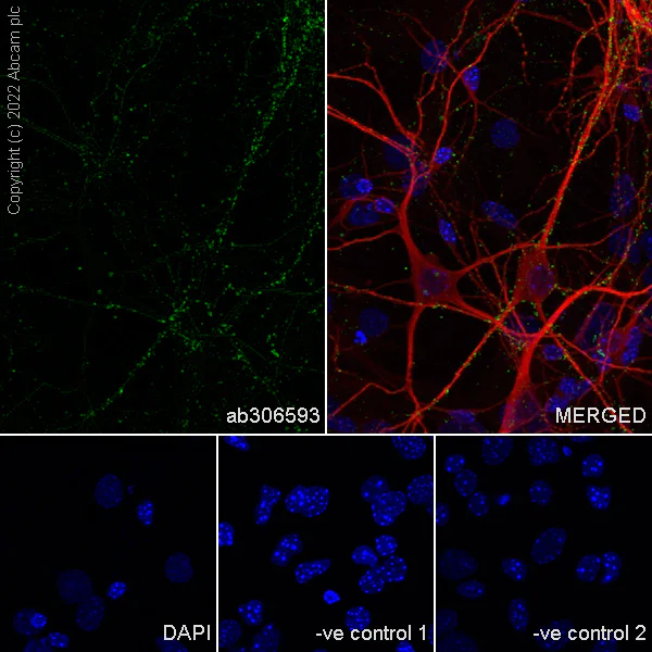 Immunocytochemistry/ Immunofluorescence - Anti-Bassoon/BSN antibody [L124-59] - BSA and Azide Free (AB306594)