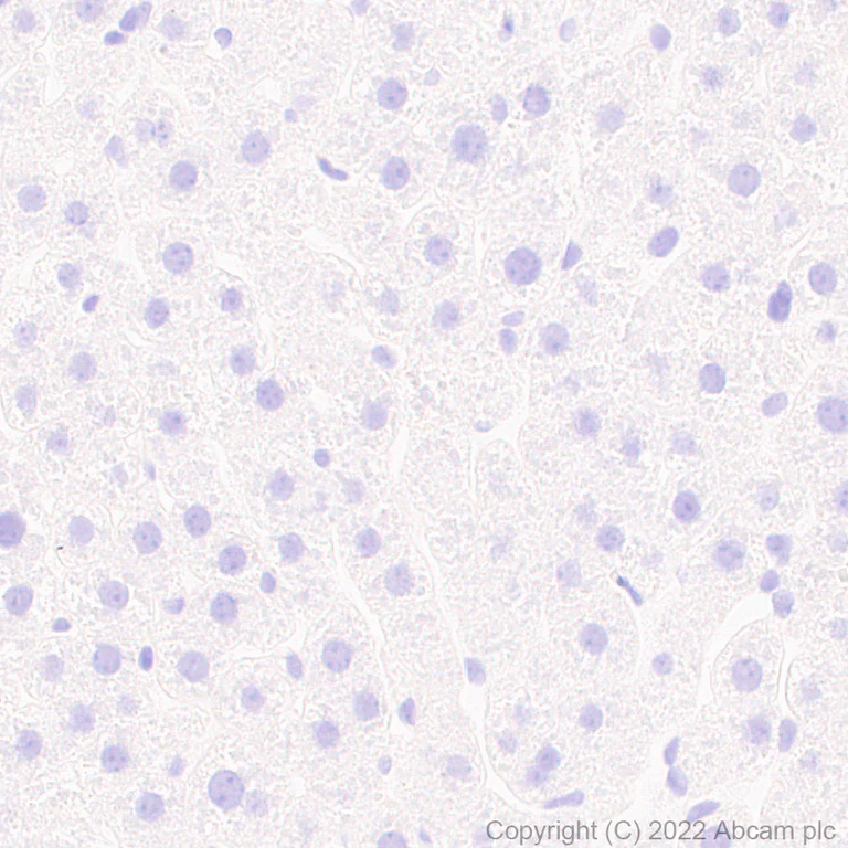 Immunohistochemistry (Formalin/PFA-fixed paraffin-embedded sections) - Anti-Bassoon/BSN antibody [L124-59] - BSA and Azide Free (AB306594)