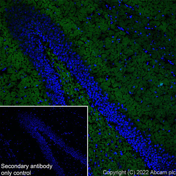 Immunohistochemistry (Frozen sections) - Anti-Bassoon/BSN antibody [L124-59] - BSA and Azide Free (AB306594)