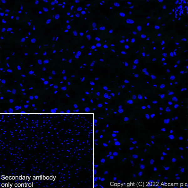 Immunohistochemistry (Frozen sections) - Anti-Bassoon/BSN antibody [L124-59] - BSA and Azide Free (AB306594)