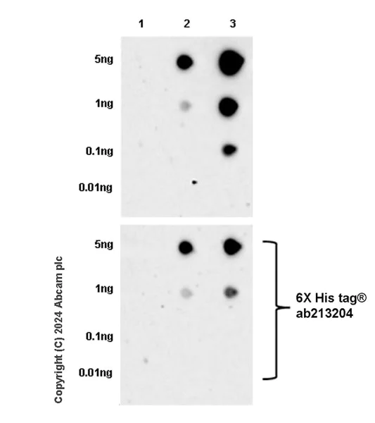 Dot Blot - Anti-bat SARS-like coronavirus RsSHC014 Spike glycoprotein antibody [abd166] - BSA and Azide free (AB317330)