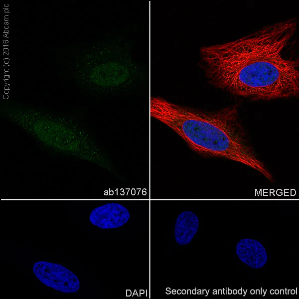 Immunocytochemistry/ Immunofluorescence - Anti-BAT3/BAG-6 antibody [EPR9223] (AB137076)