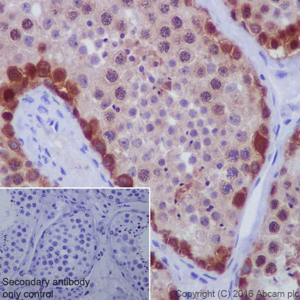 Immunohistochemistry (Formalin/PFA-fixed paraffin-embedded sections) - Anti-BAT3/BAG-6 antibody [EPR9223] - BSA and Azide free (AB248802)