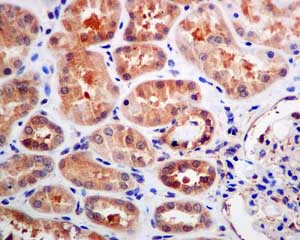 Immunohistochemistry (Formalin/PFA-fixed paraffin-embedded sections) - Anti-BAT3/BAG-6 antibody [EPR9223] - BSA and Azide free (AB248802)