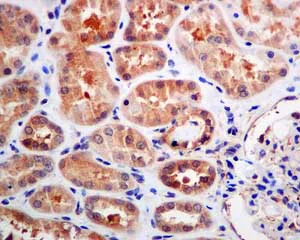 Immunohistochemistry (Formalin/PFA-fixed paraffin-embedded sections) - Anti-BAT3/BAG-6 antibody [EPR9223] - BSA and Azide free (AB248802)