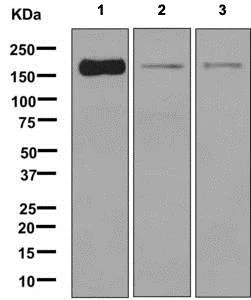 Western blot - Anti-BAT3/BAG-6 antibody [EPR9223] - BSA and Azide free (AB248802)